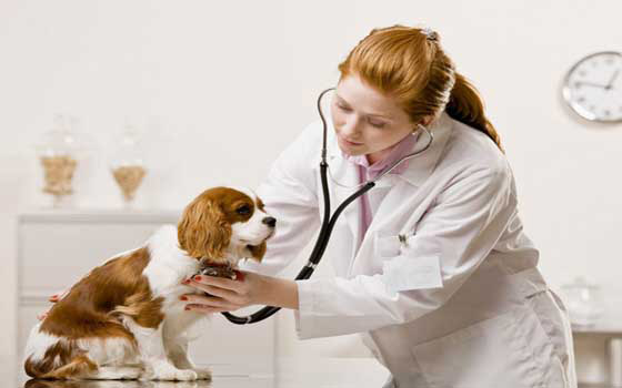 Curso online de Auxiliar en Veterinaria