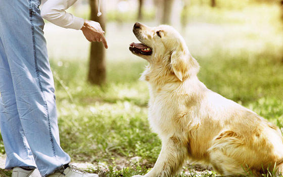 Curso a distancia de Adiestramiento Canino