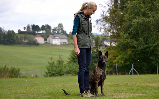 Curso a distancia de Adiestramiento Canino