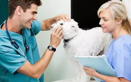 Curso online Profesional de Auxiliar de Veterinaria + Gestión Comercial y Ventas