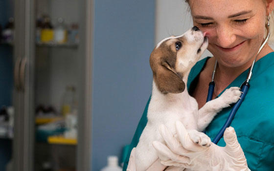 Curso online de Auxiliar en Veterinaria