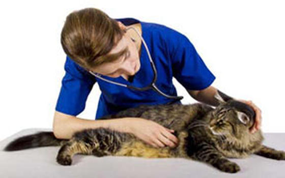 Curso online de Auxiliar en Veterinaria