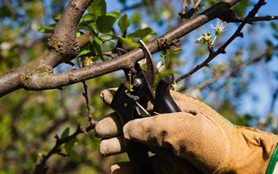 Curso online de Poda en Fruticultura