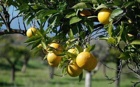 Curso online de Poda en Fruticultura