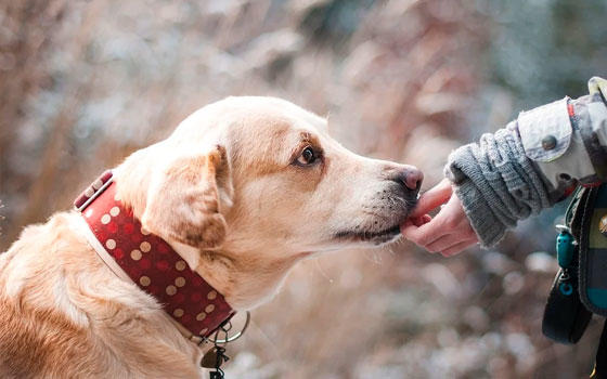 Curso online Disfruta del paseo con tu perro