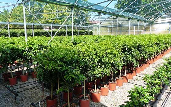 Curso online Profesional de Gestión de la Producción de Plantas y Semillas en Viveros