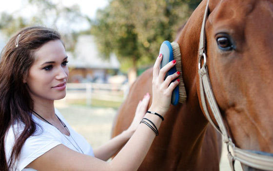 Curso online Profesional de Cuidado y Manejo de Caballos