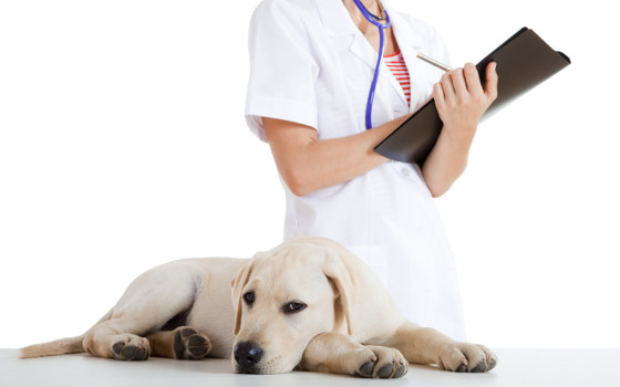 Curso a Distancia de Auxiliar de Veterinaria Curso a Distancia de Auxiliar de Veterinaria