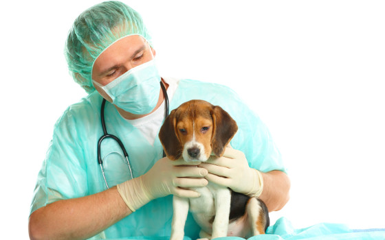 Curso a Distancia de Auxiliar de Veterinaria Curso a Distancia de Auxiliar de Veterinaria