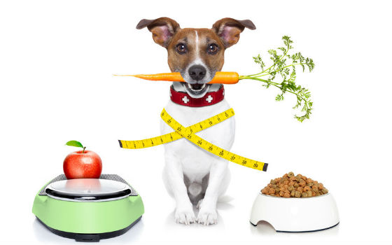 Curso a distancia de Alimentación Saludable en Caninos y Felinos Curso a distancia de Alimentación Saludable en Caninos y Felinos