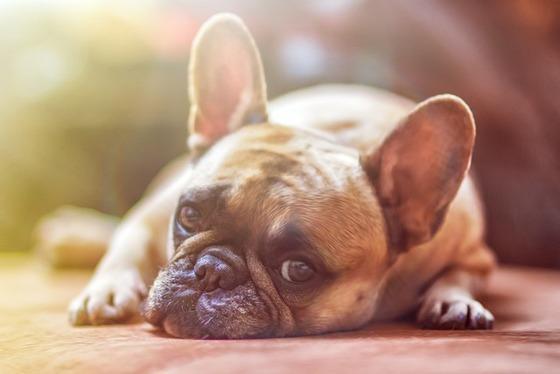 Curso online de Experto en adiestramiento canino