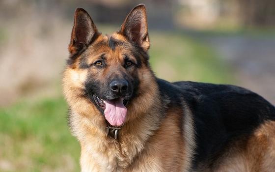 Curso online de Experto en adiestramiento canino
