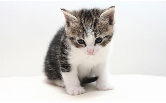 Curso online de Cuidados del Gato