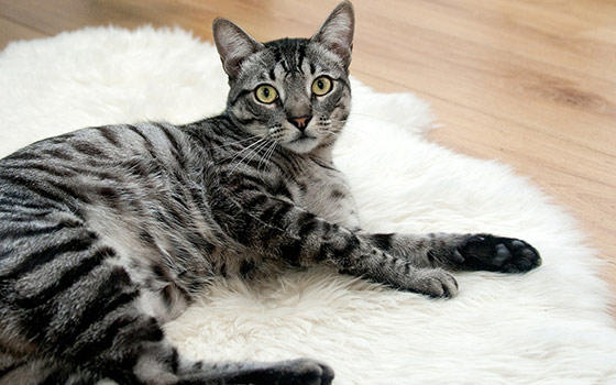 Curso online de Cuidados del Gato