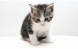 Curso online de Cuidados del Gato