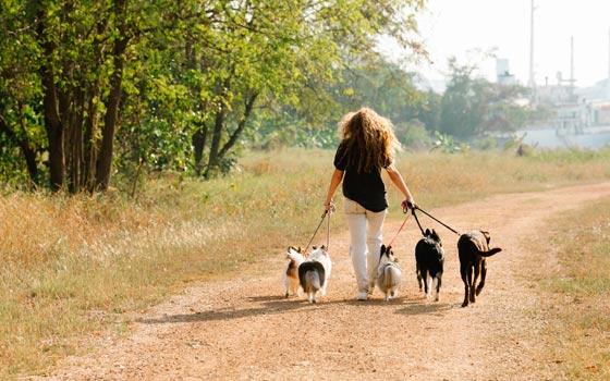 Curso online Disfruta del paseo con tu perro Curso online Disfruta del paseo con tu perro