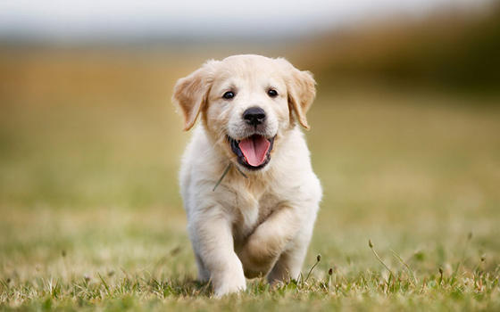 Curso online de Psicología Canina y Felina