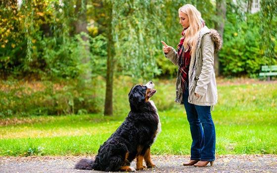 Curso online de Psicología Canina y Felina